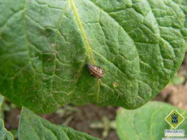 Escarabajo - Weevil - Escaravello >> Larva de escarabajo.jpg